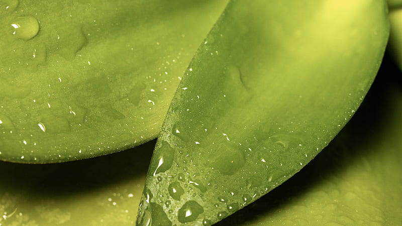 Water Droplets on Green Leaf, HD wallpaper