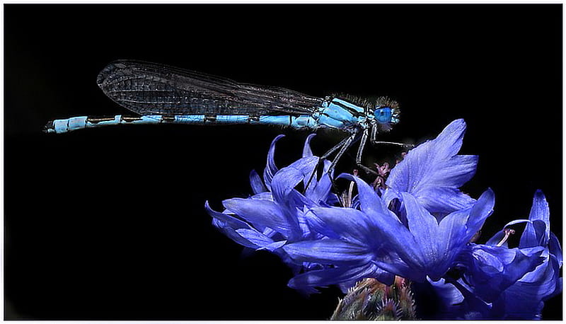 Dragonfly blues, dragonfly, flower, insect, black, blue, HD wallpaper