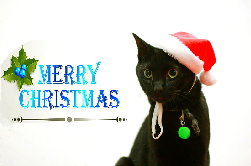MERRY CHRISTMAS, santa, christmas, cap, kitty, black, HD wallpaper