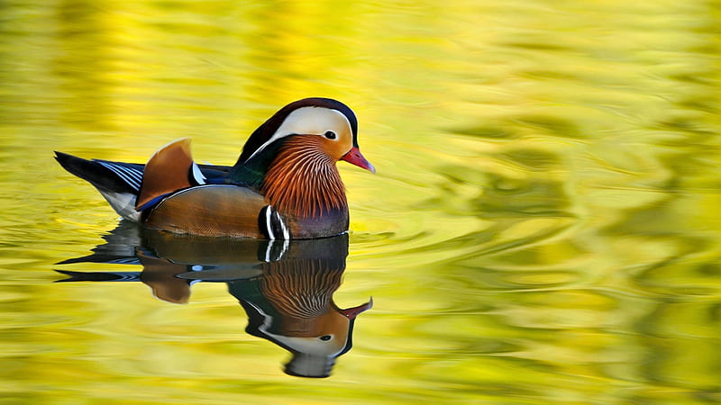 Mandarin Duck, fun, duck, lake, animals, HD wallpaper