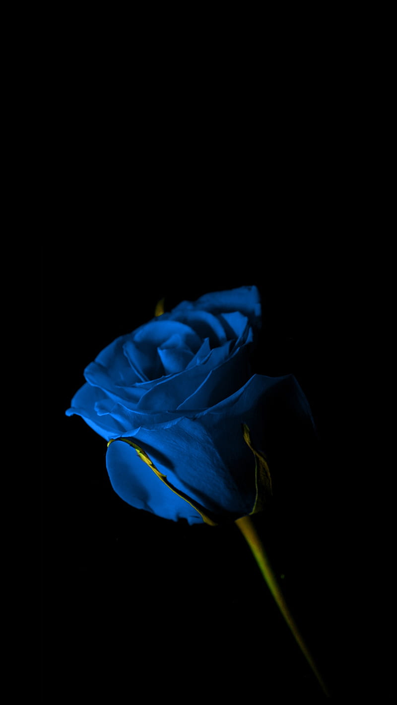 Blue Rose, beauty, black background, flower, s7, s8, HD phone ...