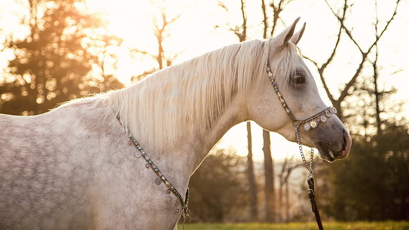 Dapple Gray Arabian, Gray Horses, Dapple Gray Horses, Horses, Arabian Horses, HD wallpaper