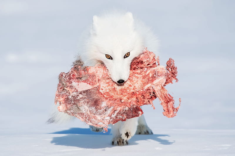White scavenger, Big piece of caribou, Arctic fox, Canada, Wapusk National Park, Scavenging, HD wallpaper