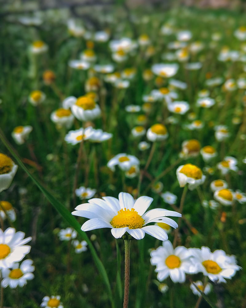 Flowers, chamomile, spring, HD phone wallpaper