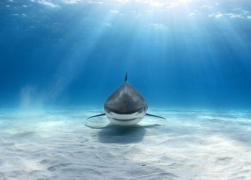 Tiger shark, underwater, shark, rays, blue, HD wallpaper