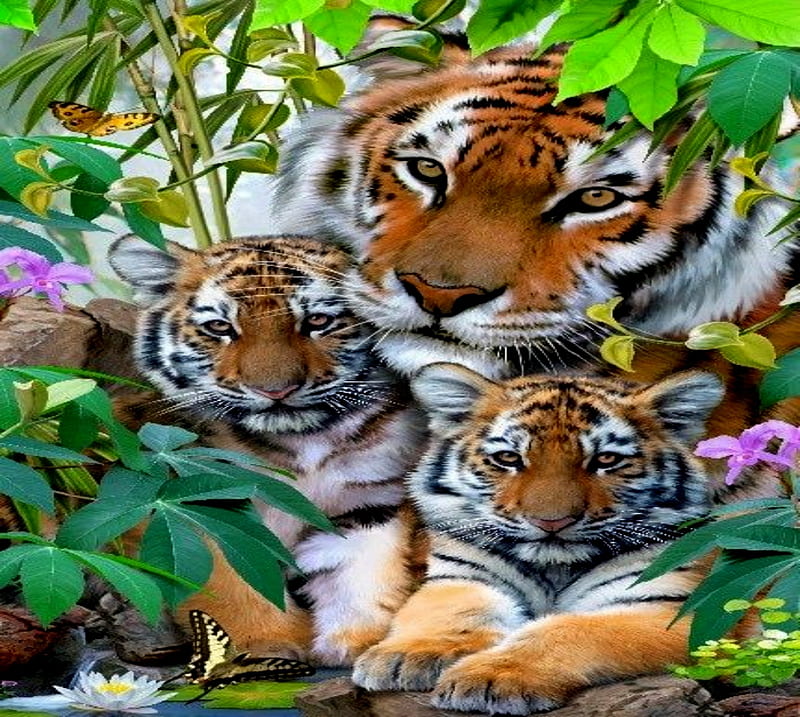 Young And OIder Tiger Beauty.jpg, Tiger, Beauty, Older, Young, HD wallpaper
