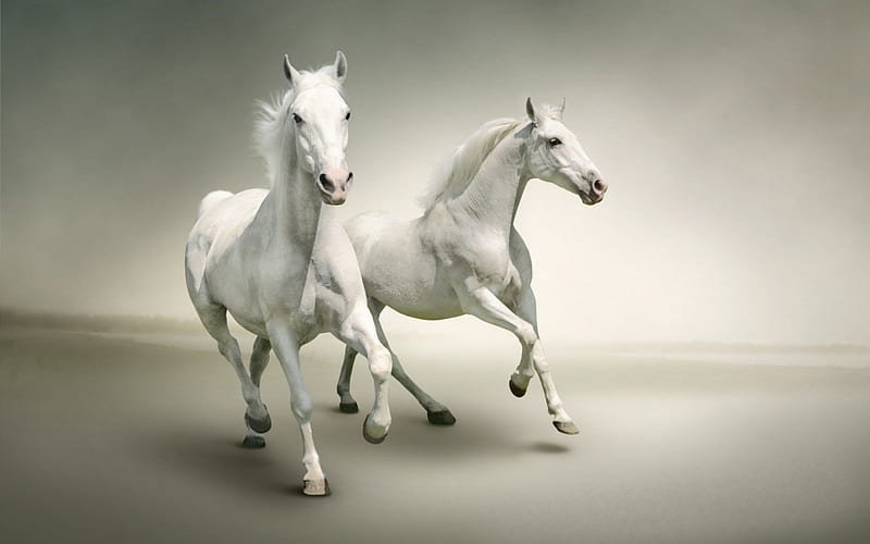 True White Horse, nose, legs, shadow, horse, huffs, mane, two, white, eyes, animals, HD wallpaper
