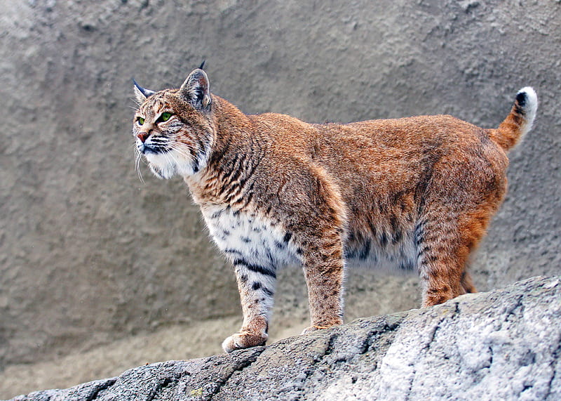 Lynx Big Cat, lynx, animals, cat, predator, HD wallpaper