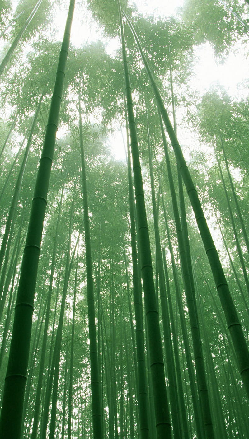 Bamboo Forest, garden, green, japanese, oriental, wildlife, HD phone  wallpaper | Peakpx