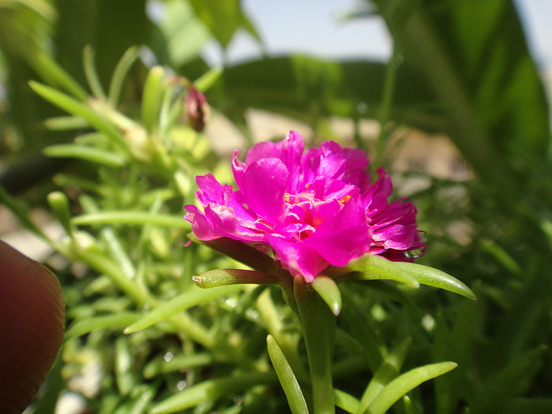 Pink Flower, cactus, flowers, focus, green, nature, purple, yellow, HD ...