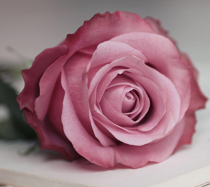 Rose For You, cute, feelings, love, HD wallpaper