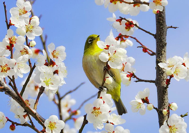 A song of spring for Wren, white and red, tree, bird, yellow, spring, blooms, branches, HD wallpaper