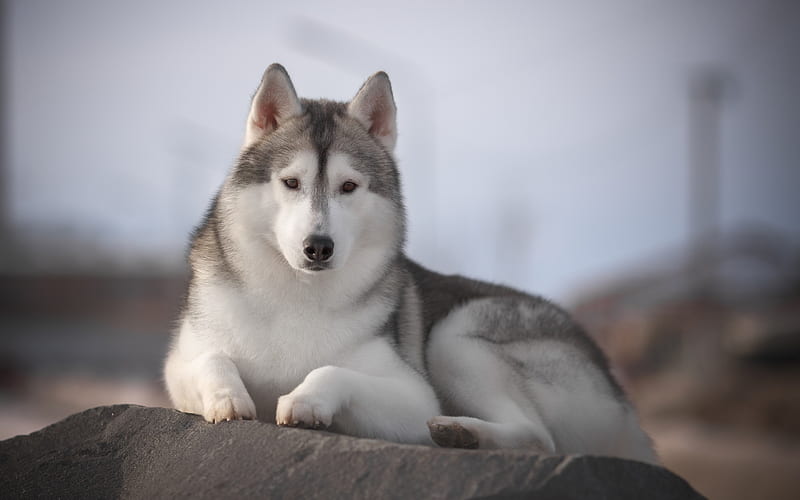 husky, big dog, winter, pets, dog breeds, HD wallpaper