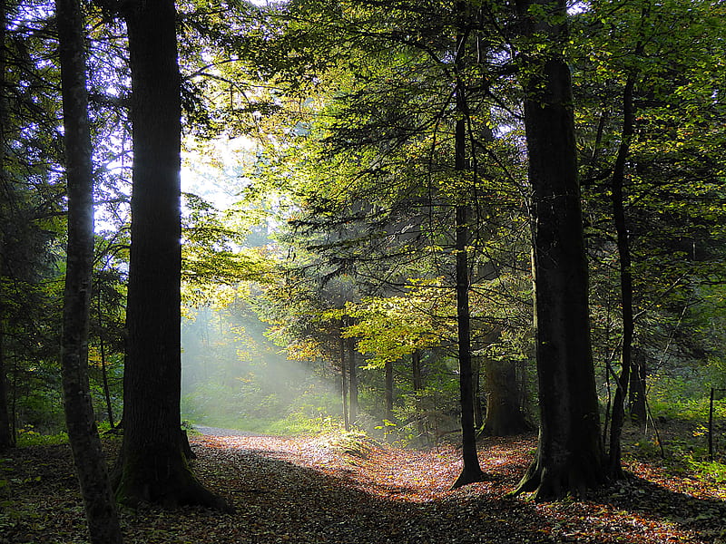 forest, trees, foliage, autumn, rays, HD wallpaper