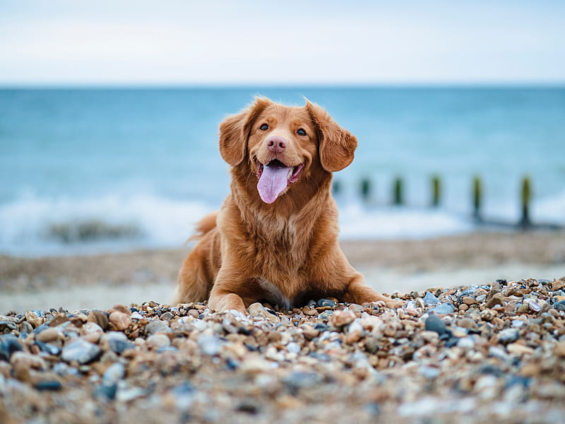 golden retriever, retriever, dog, protruding tongue, pebble, HD wallpaper