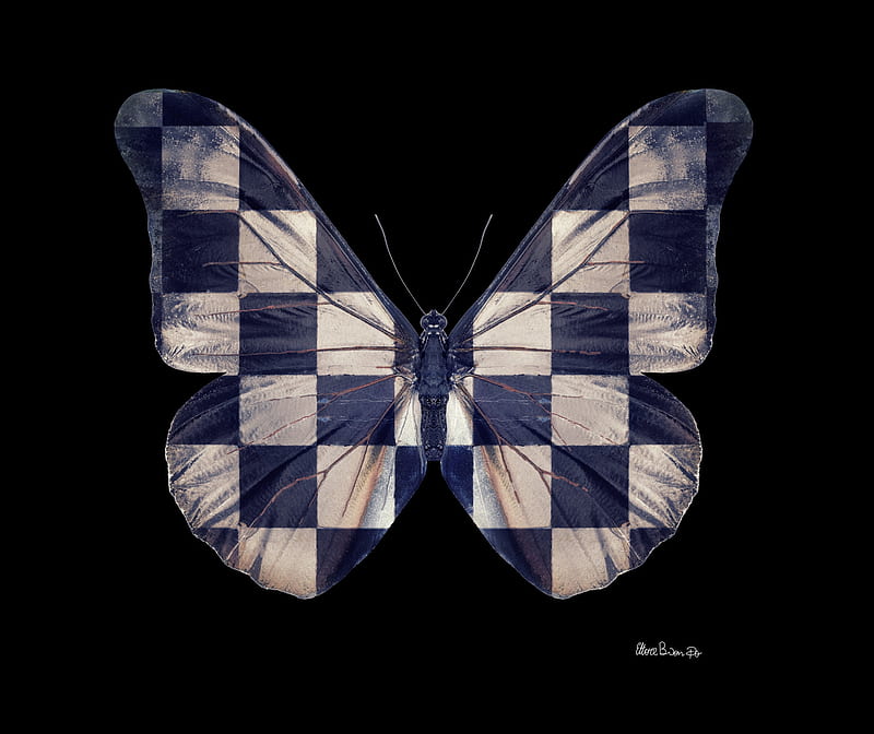 Butterfly, art, wings, ettore biondo, black, texture, white, chess, blue, HD wallpaper