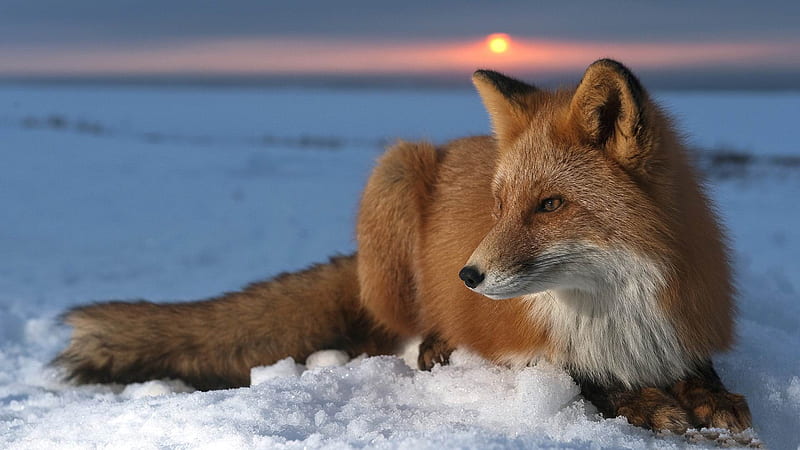 Fox in the snow-wild animal, HD wallpaper