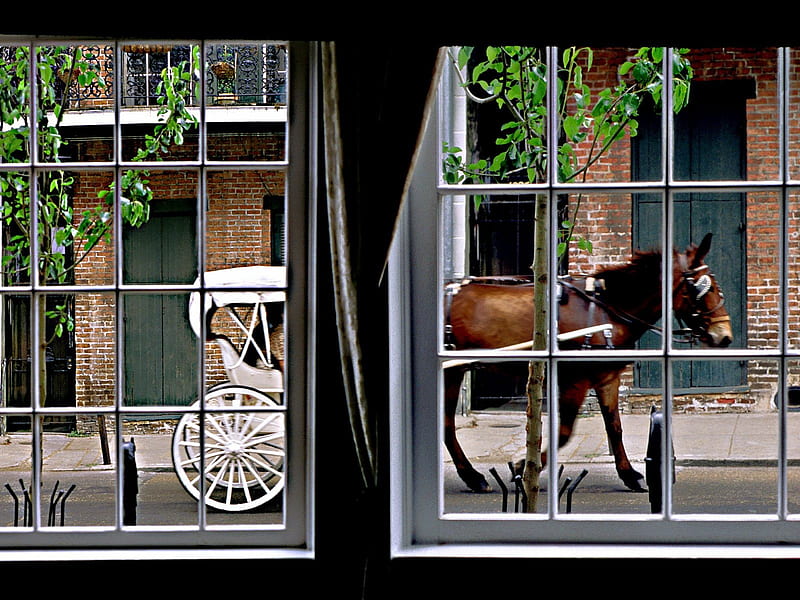 horse drawn carriage, artistic, graphy, window, horse, animal, HD wallpaper