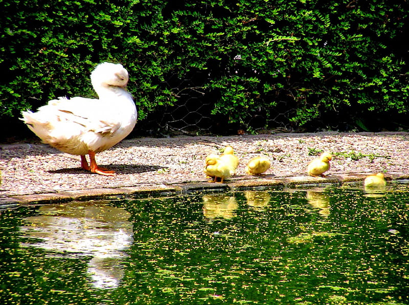Mother duck with little ones, pretty, little, shore, ducks, yellow, bonito, adorable, animal, sweet, nice, reflection, tranquility, playing, lovely, greenery, trees, lake, pond, cute, water, serenity, swim, summer, babies, lakeshore, HD wallpaper