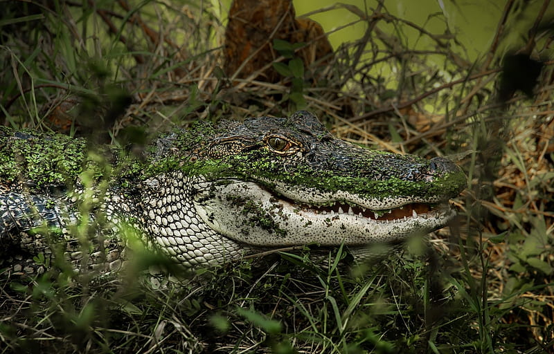 Alligator, predator, swamp, lake, animal, reptile, HD wallpaper