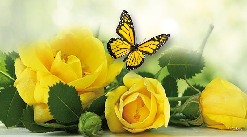 Mellow Yellow Roses, flowers, yellow, soft, roses, blurry, leaves, gold, butterfly, summer, papillon, flowers, HD wallpaper