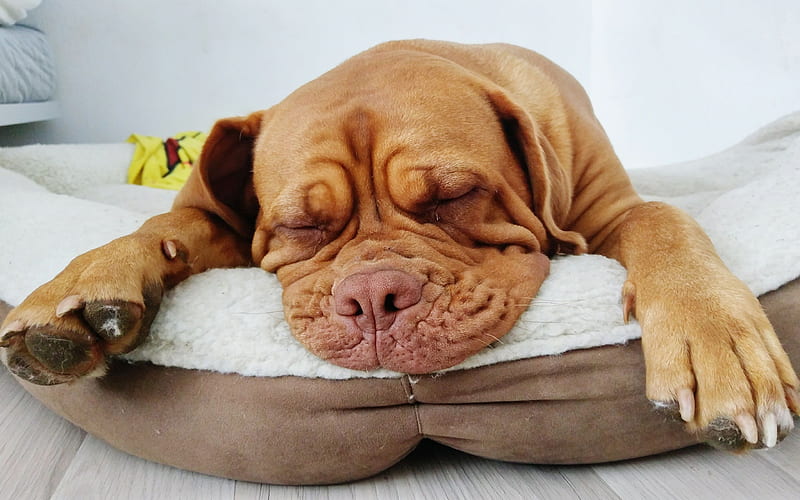 Bordeaux mastiff puppy, pets, sleeping dog, Dogue de Bordeaux, dogs, French mastiff, HD wallpaper