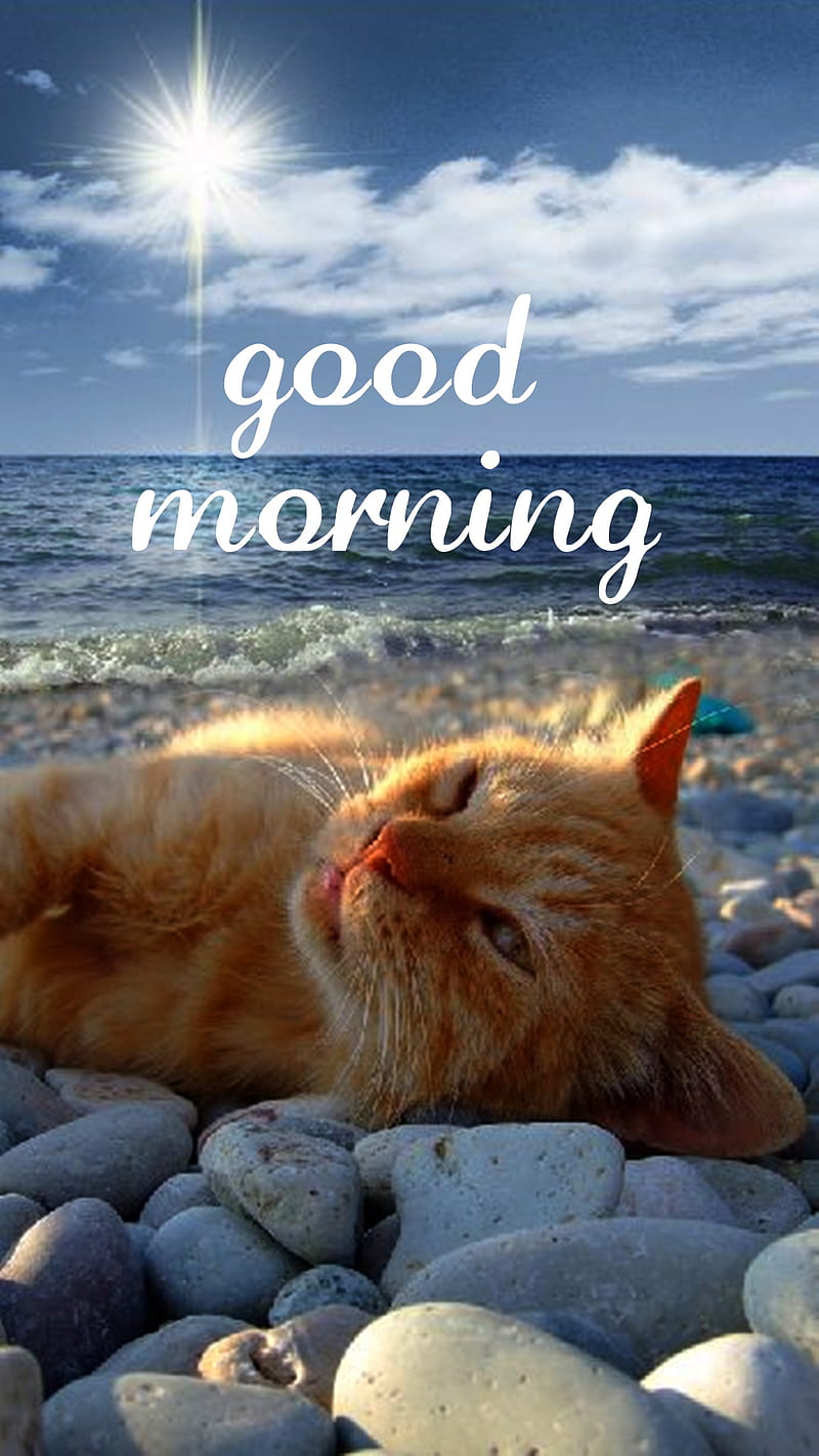 Good Morning, cat, beach, HD phone wallpaper