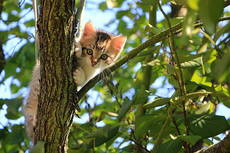 kitten, cat, tree, cute, funny, HD wallpaper
