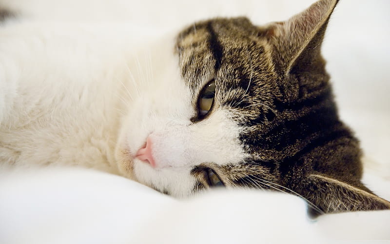 sleepy cat -Cute pet cat, HD wallpaper