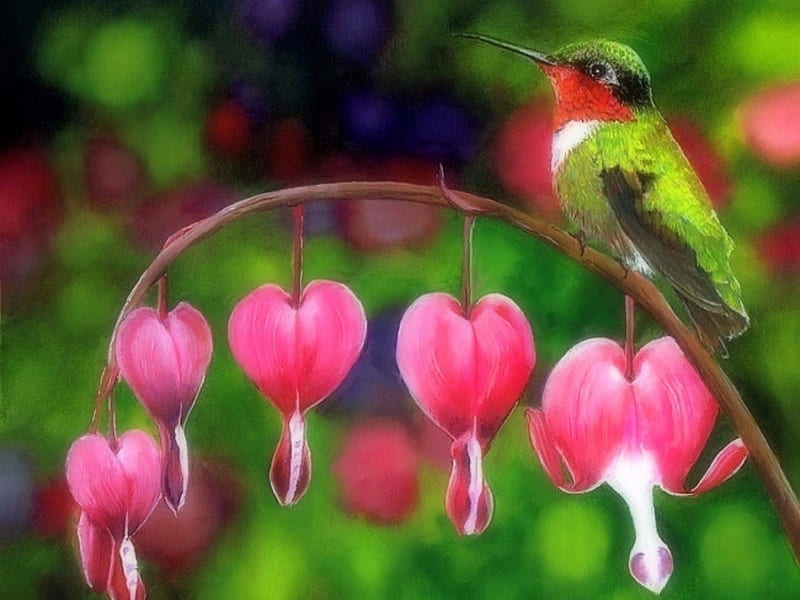 Bleeding Hearts, colors, love four seasons, birds, spring, hummingbird, paintings, summer, flowers, animals, HD wallpaper