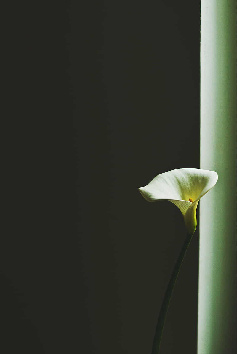closeup of white peace lily near the window, HD phone wallpaper