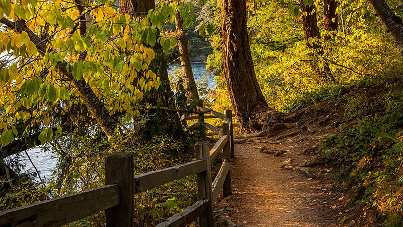 Path Between Wooden Fence Green Yellow Leaves Trees River Background Nature, HD wallpaper