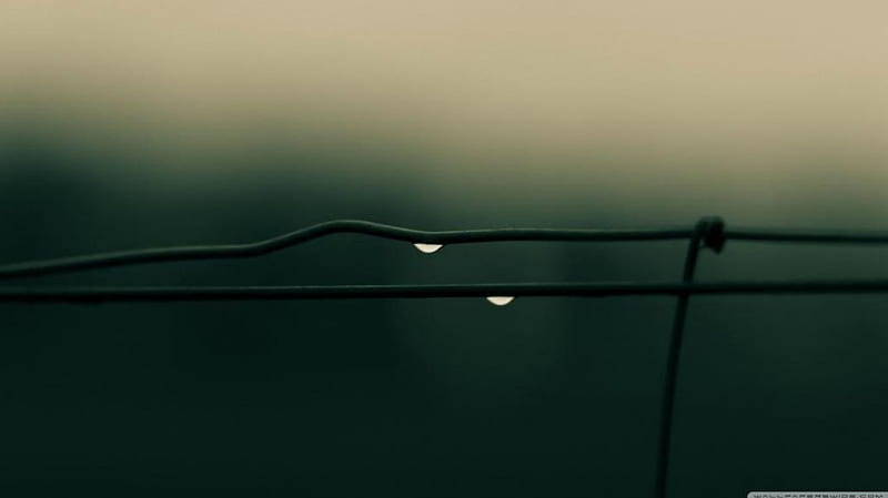 Drops on wire, fence, autumn, raindrops, dew drops, abstract, dewdrops, graphy macro, close-up, wire, rain, HD wallpaper
