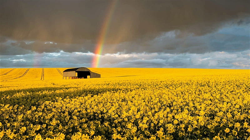 Rainbow over Rapeseed Field, Sky, Clouds, Fields, Rainbows, Nature, HD wallpaper