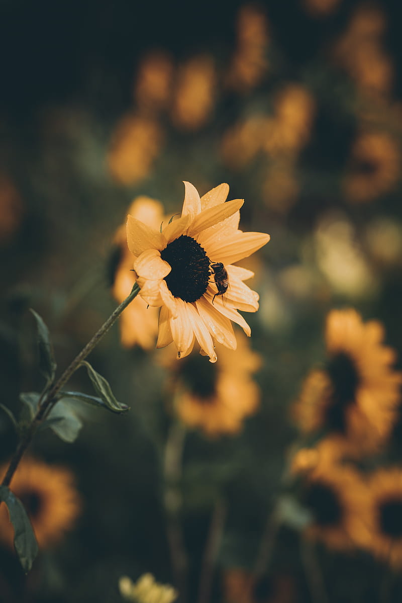 sunflower, bee, flower, petals, yellow, HD phone wallpaper