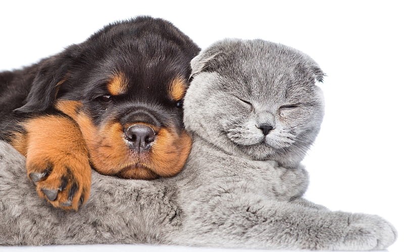 Rottweiler, British Shorthair puppy and kitten, friendship, gray cat, pets, dogs, cats, British Shorthair Cat, HD wallpaper