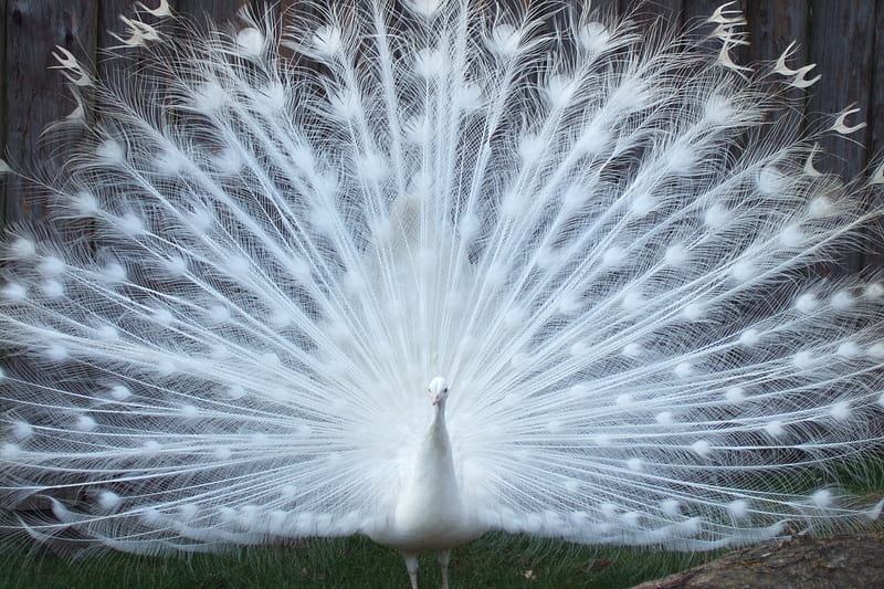 Beautiful White Peacock, bird, peacock, birds, white, animals, animal, HD wallpaper