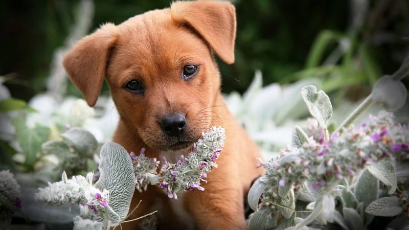 To Eat Or Not To Eat, cute, flowers, nice, dog, HD wallpaper