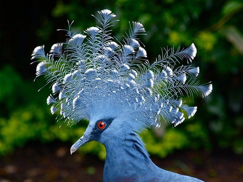 Victoria Crowned Pigeon, red eye, bird, feather, pasare, fan, goura victoria, blue, HD wallpaper