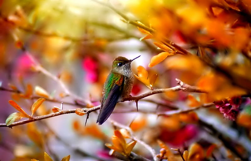 Autumn bird, red, autumn, tree, bird, HD wallpaper