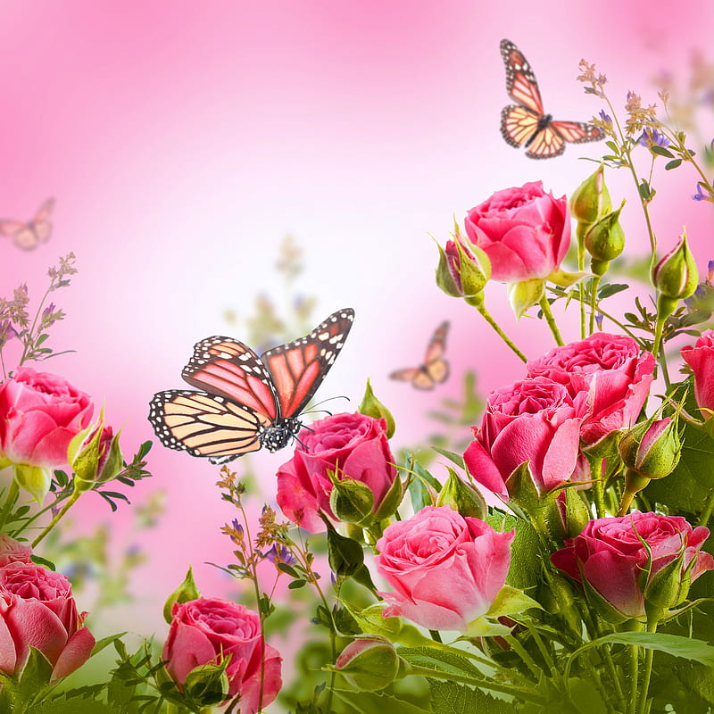 Rose Love, bonito, butterflies, pink roses, romantic, HD phone wallpaper