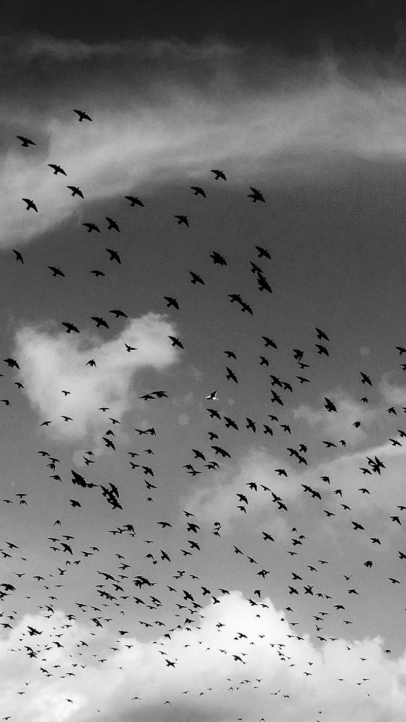 Birds in the sky , animal, nature, black and white, HD phone wallpaper