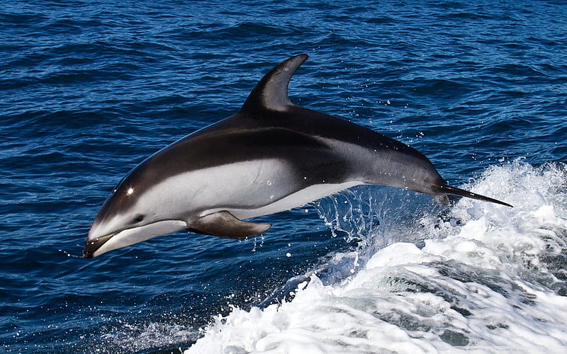 dolphin jumping -The mysterious world of the sea, HD wallpaper