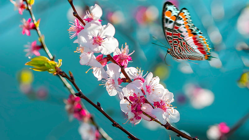 Colorful Butterfly Above White Pink Blossom Butterfly, HD wallpaper