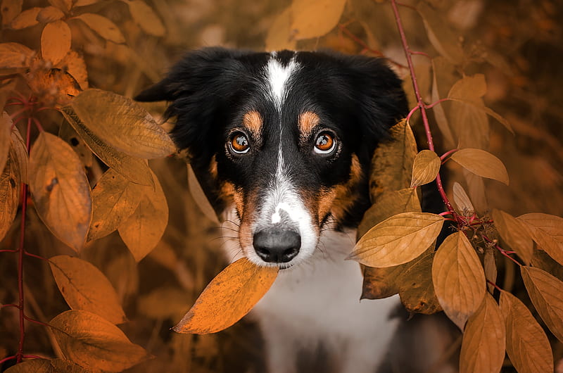 Dogs, Border Collie, Dog, Fall, Leaf, Pet, HD wallpaper