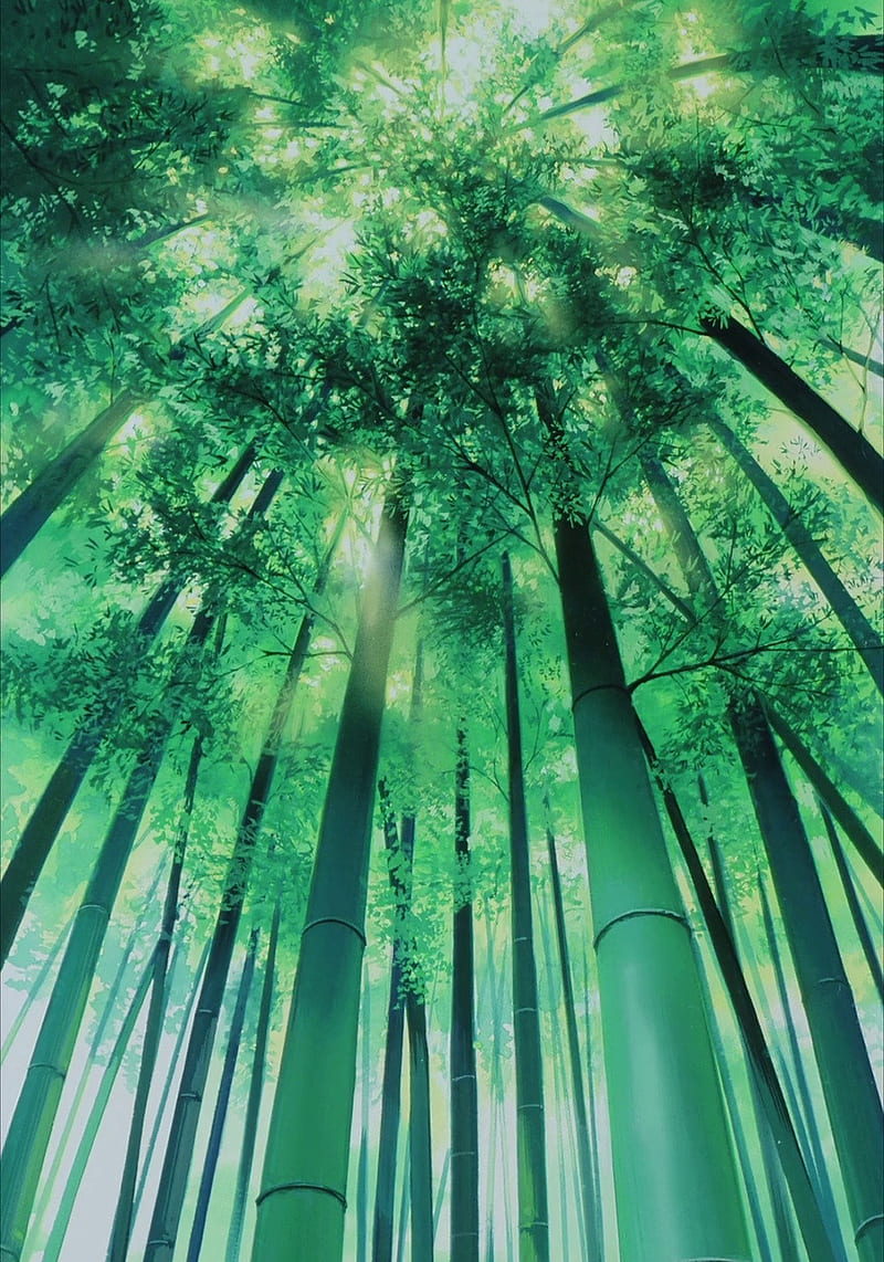 Anime bamboo trees, anime, bamboo, bamboo trees, HD phone wallpaper