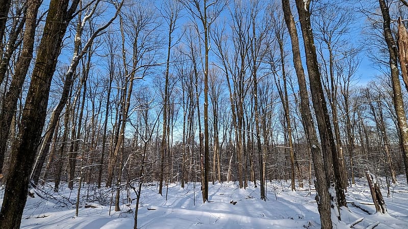 Allegany State Park, Salamanca, NY, winter, trees, usa, snow, landscape, HD wallpaper