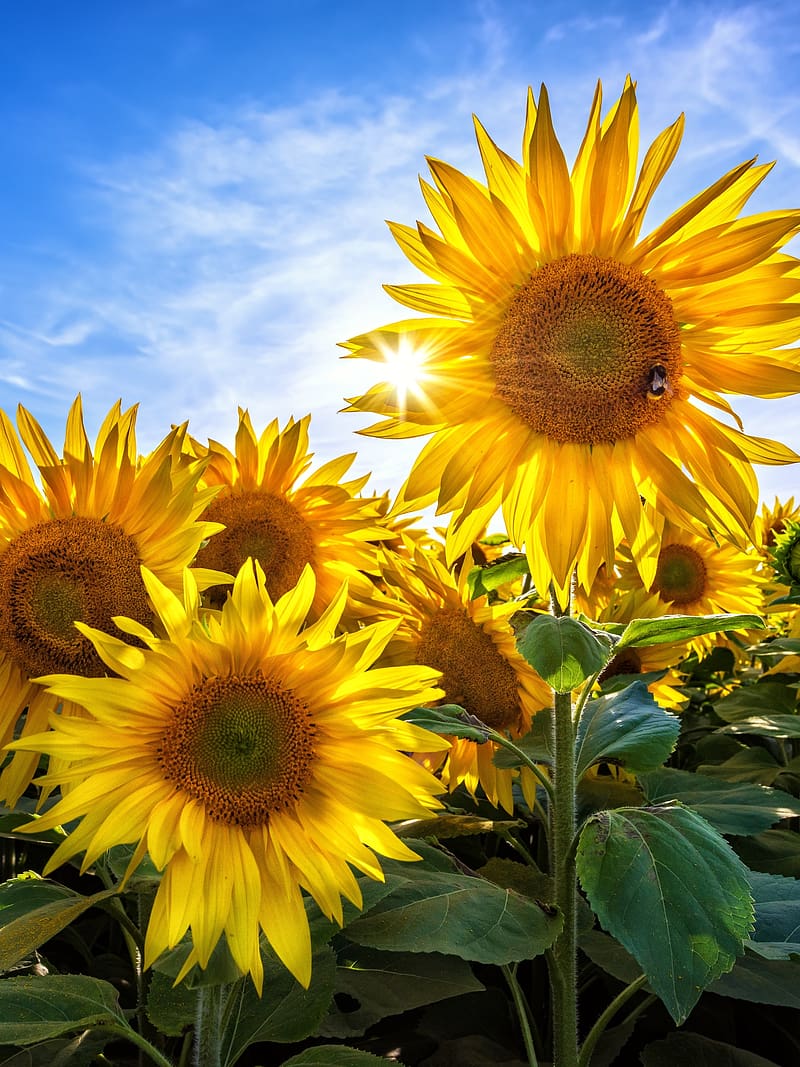 Nature, Flowers, Summer, Flower, , Sunflower, Yellow Flower, HD phone ...