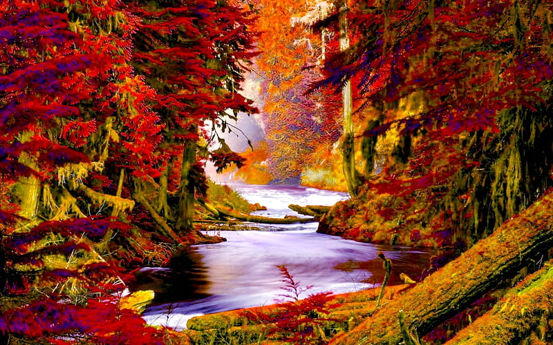 Autumn Forest, forest, autumn, water, nature, creek, trees, HD