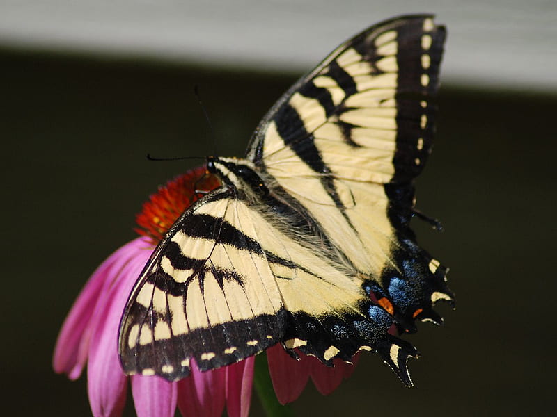 Swallowtail-on-Coneflower, bonito, swallowtail, coneflower, HD wallpaper